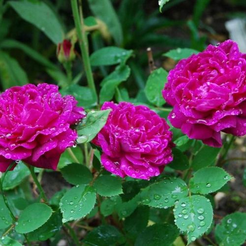 Intenzív illatú rózsa - Rózsa - Arthur de Sansal® - Online rózsa vásárlás
